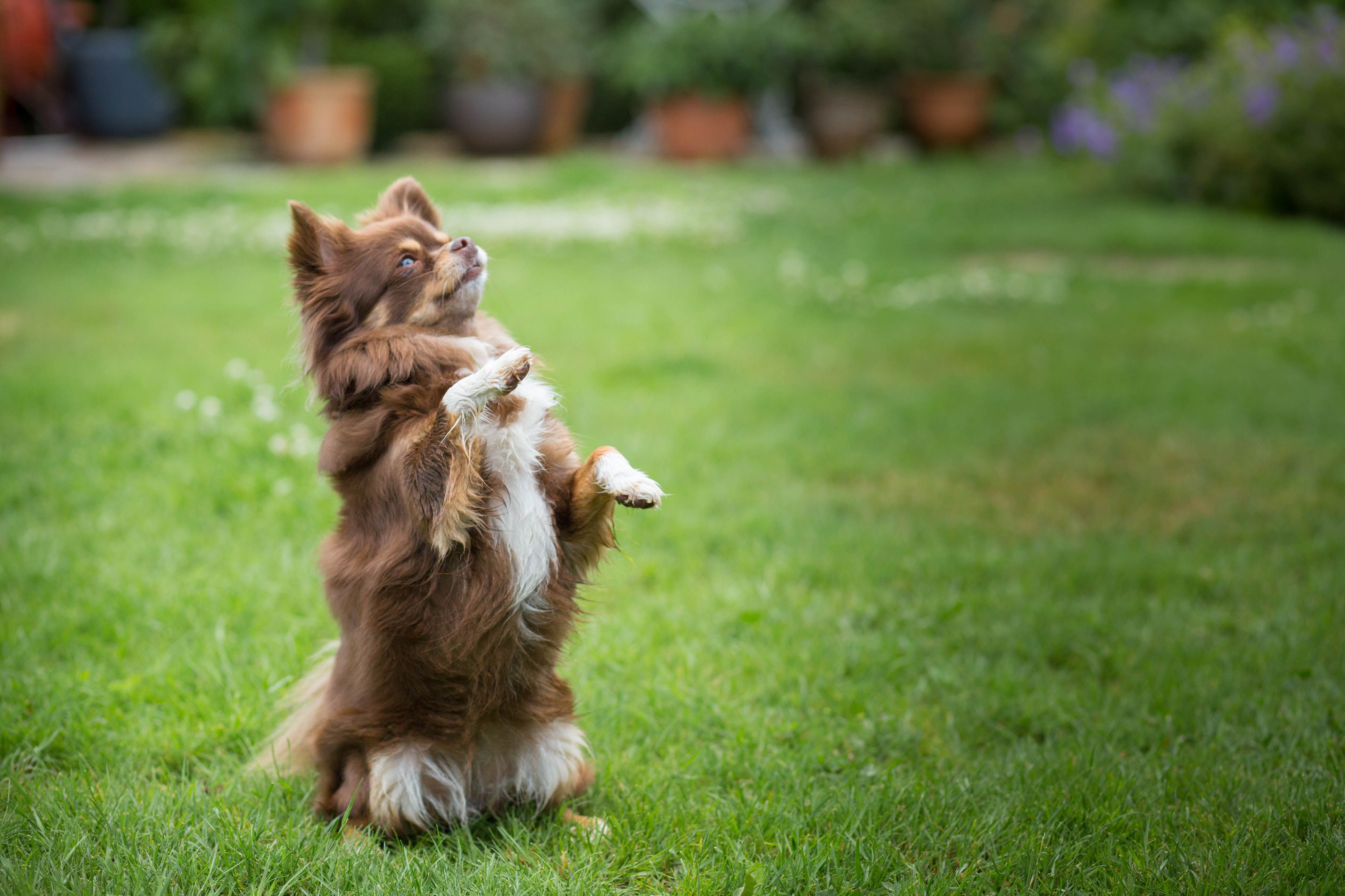 Kind und Hund Interaktion