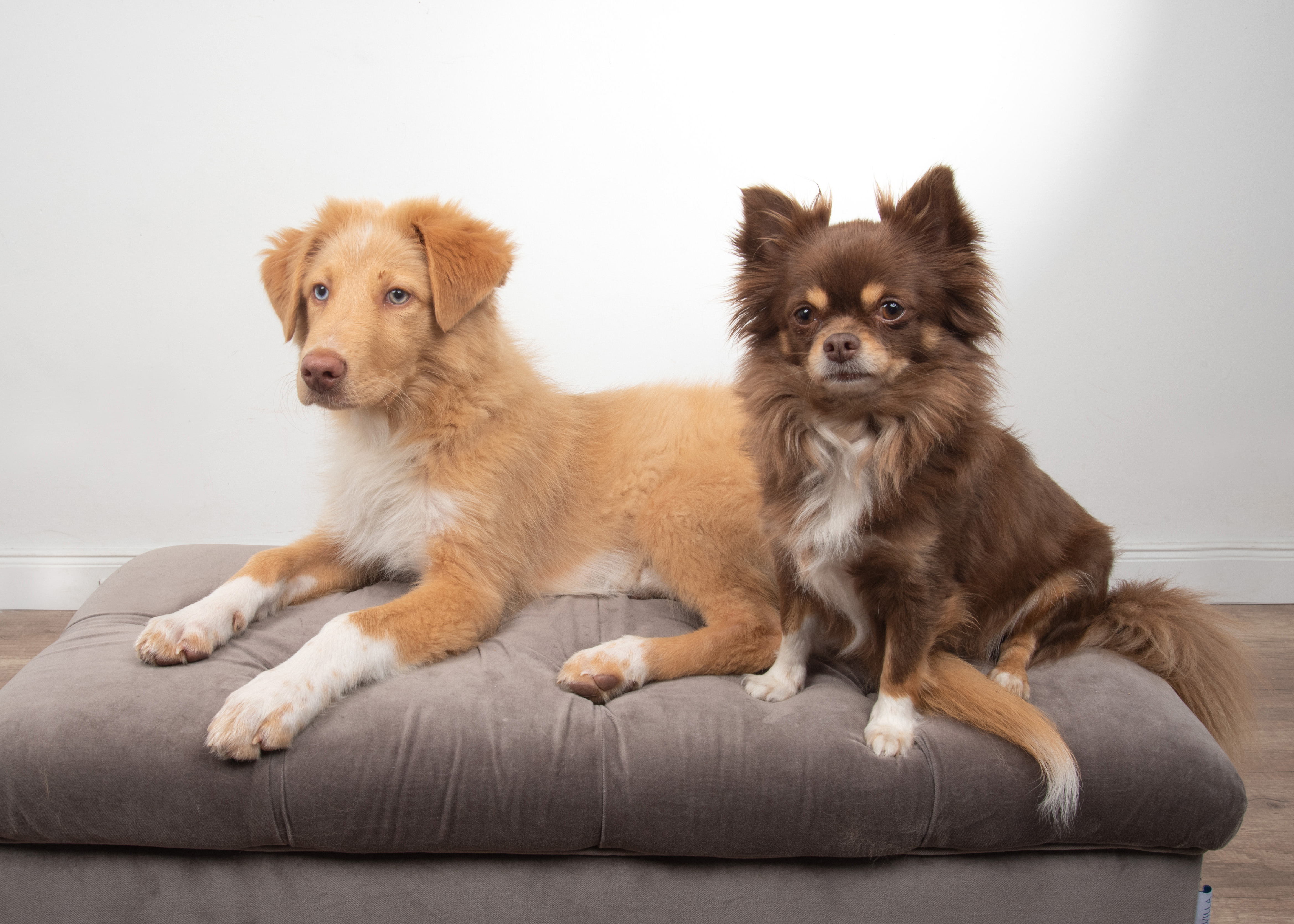 Professional dog trainer for online mentoring
