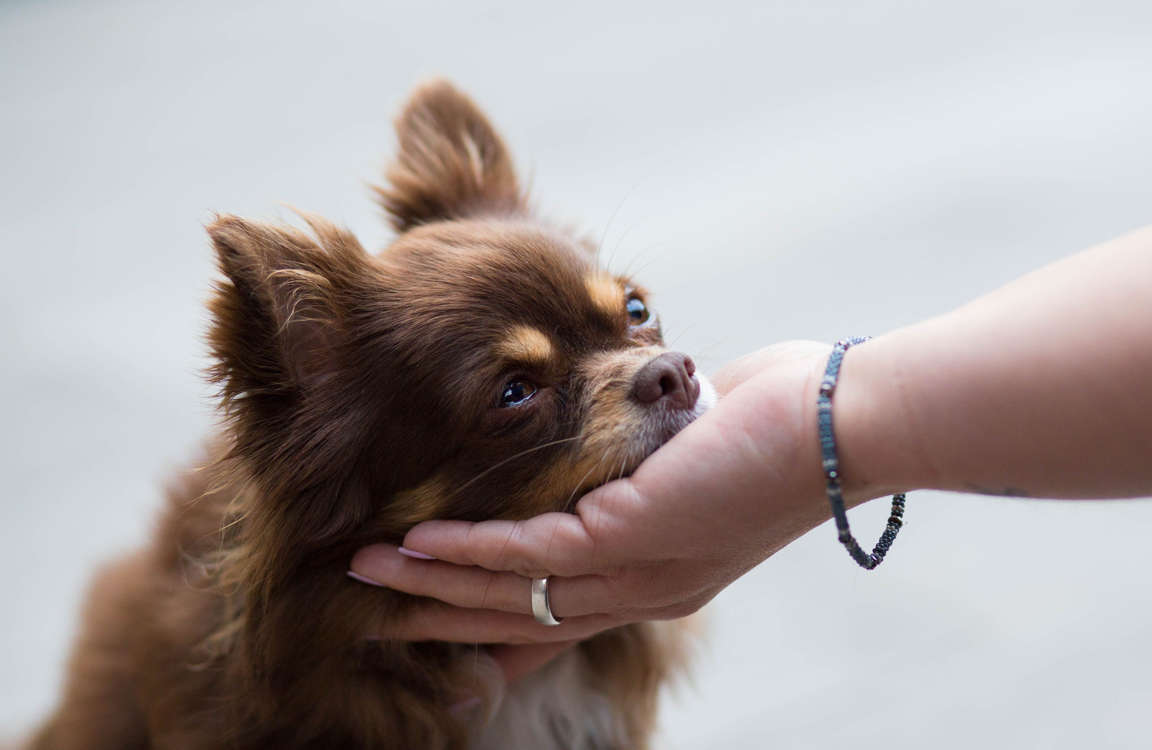Chihuahua Hündin Bounty